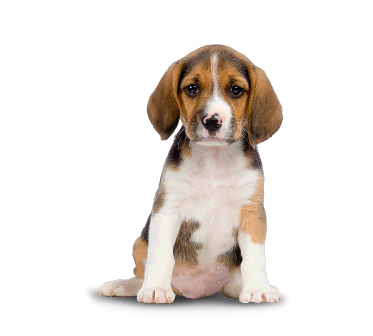 https://pamperedpawssd.com/wp-content/uploads/2020/07/beagle-about.png