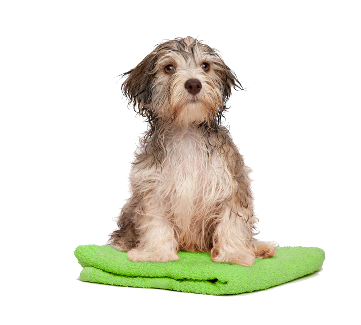 https://pamperedpawssd.com/wp-content/uploads/2020/07/pup-grooming.png