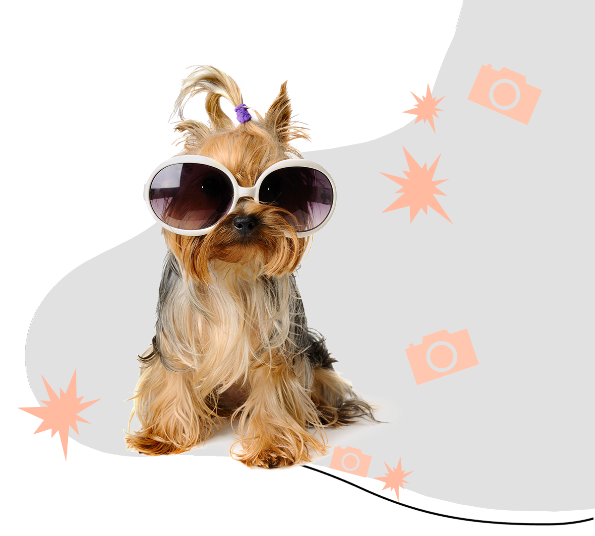 https://pamperedpawssd.com/wp-content/uploads/2020/07/yorkie-cute-shades.png
